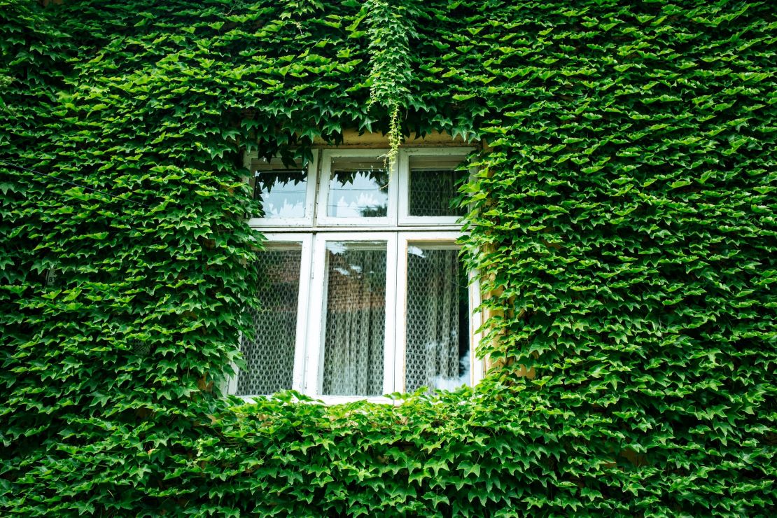 Maisons plus vertes : subventions pour améliorer le rendement énergétique.